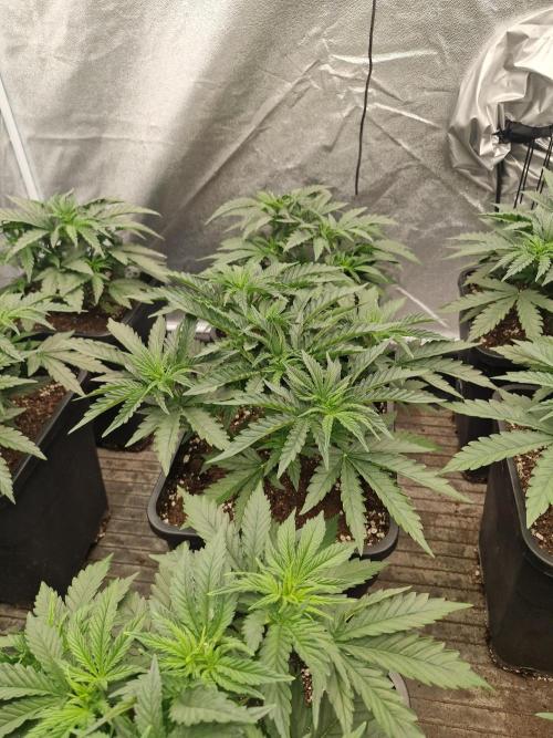 Stardawg pheno hunt. Week 5