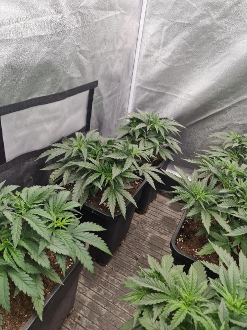 Stardawg pheno hunt. Week 5