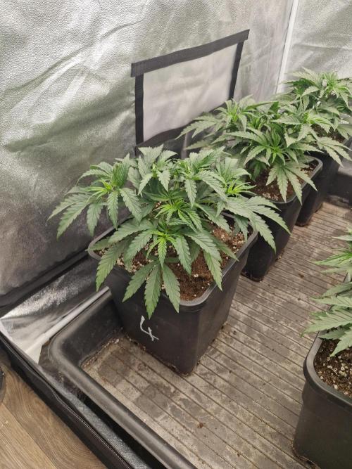 Stardawg pheno hunt. Week 5