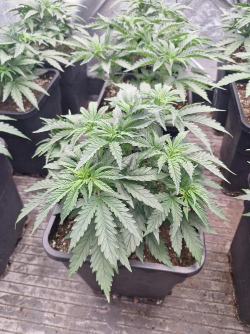 Stardawg pheno hunt. Week 5