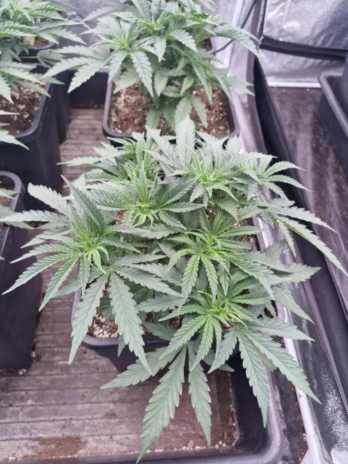 Stardawg pheno hunt. Week 5