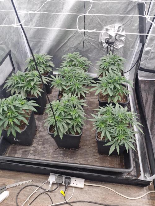 Stardawg pheno hunt. Week 5