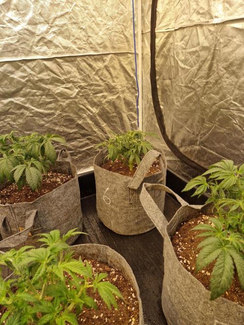 Rs11 pheno hunt. Week 5