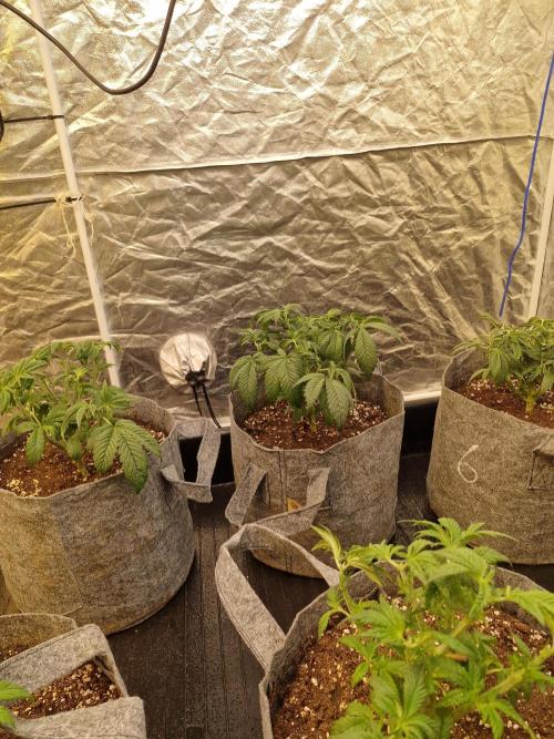 Rs11 pheno hunt. Week 5