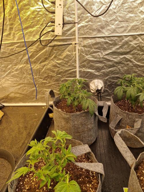 Rs11 pheno hunt. Week 5