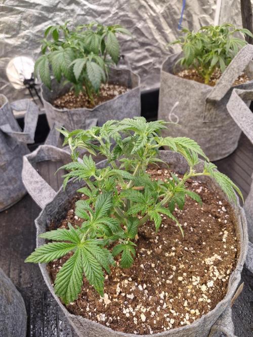 Rs11 pheno hunt. Week 5