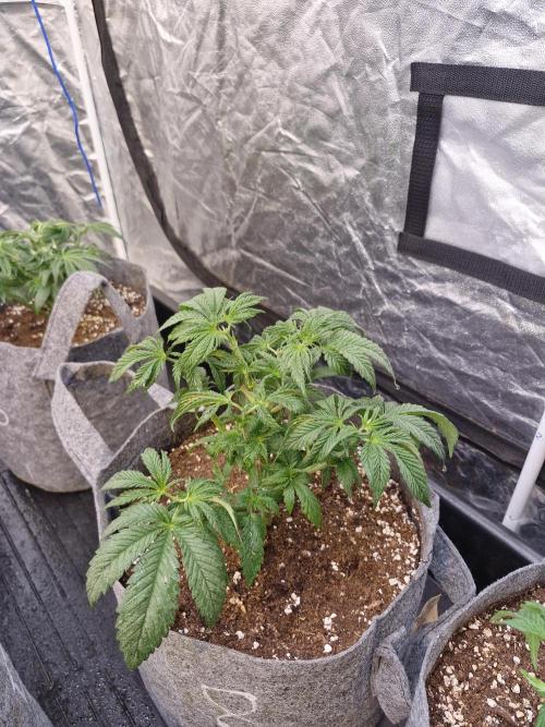 Rs11 pheno hunt. Week 5