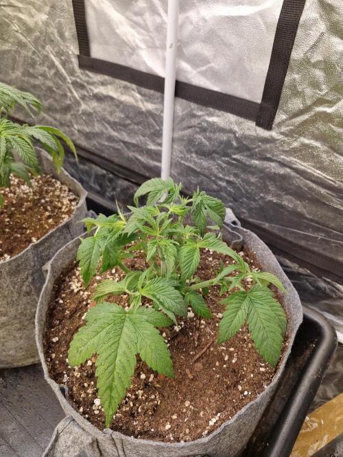 Rs11 pheno hunt. Week 5