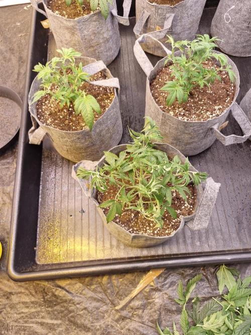 Rs11 pheno hunt. Week 5