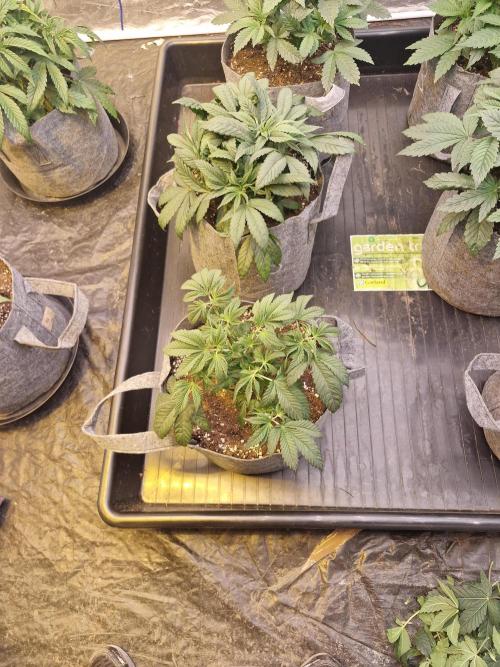 Rs11 pheno hunt. Week 5