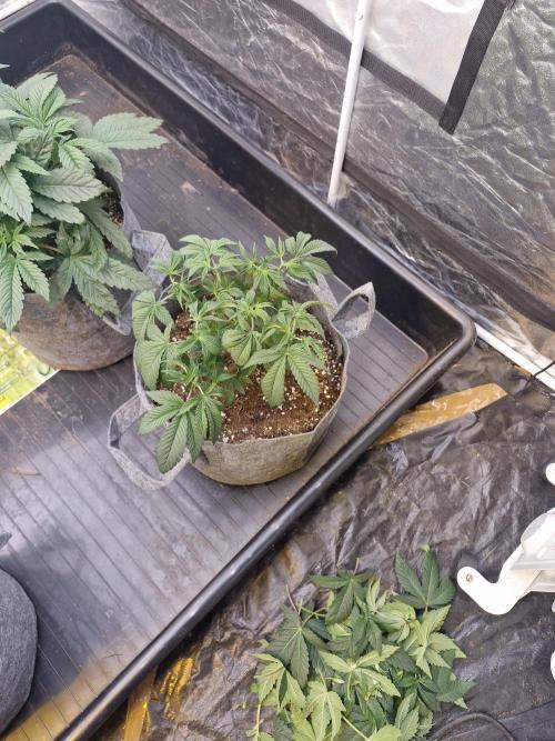 Rs11 pheno hunt. Week 5