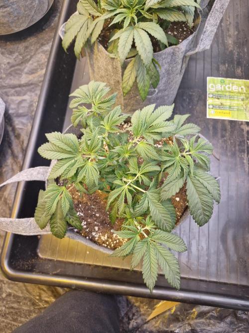 Rs11 pheno hunt. Week 5