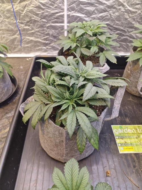 Rs11 pheno hunt. Week 5