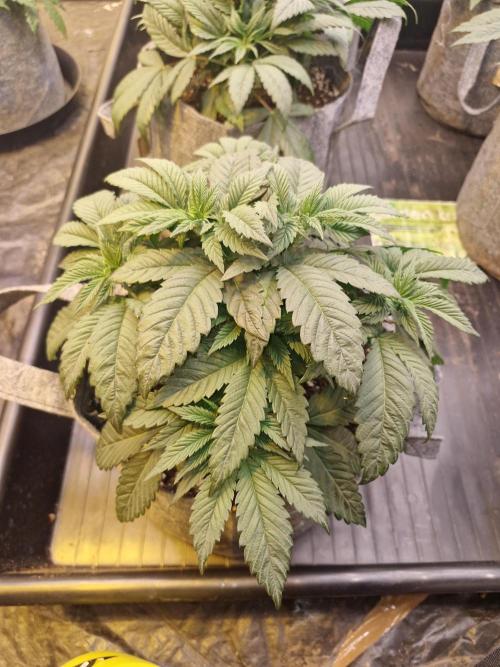 Rs11 pheno hunt. Week 5