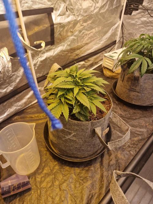 Rs11 pheno hunt. Week 5