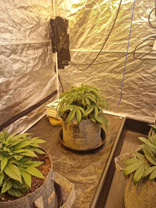 Rs11 pheno hunt. Week 5