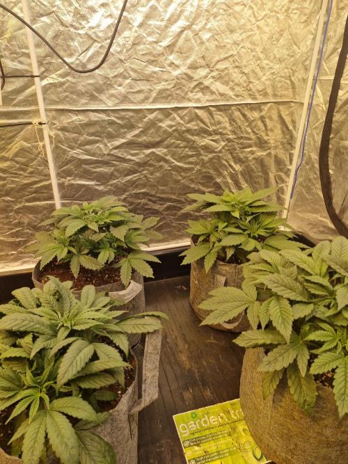 Rs11 pheno hunt. Week 5