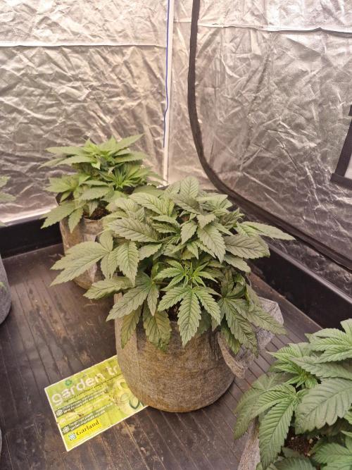 Rs11 pheno hunt. Week 5