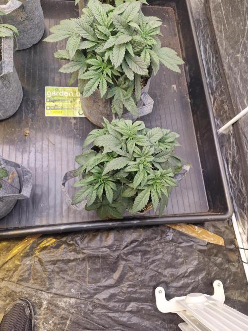 Rs11 pheno hunt. Week 5