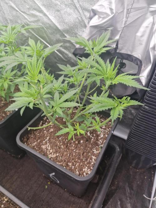 Blue dream pheno hunt. Week 6