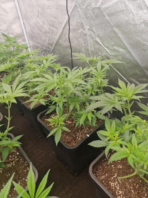 Blue dream pheno hunt. Week 6
