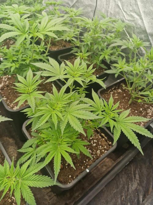 Blue dream pheno hunt. Week 6