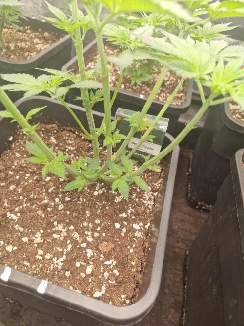 Blue dream pheno hunt. Week 6