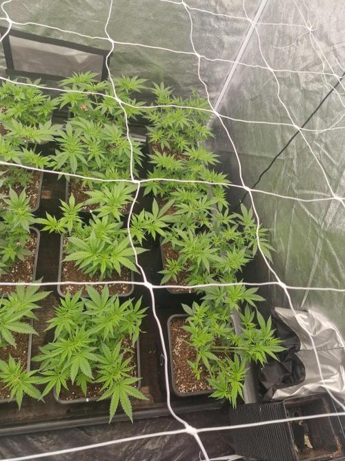 Blue dream pheno hunt. Week 6