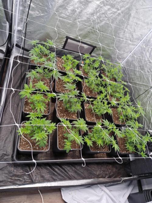 Cherry poppers pheno hunt. Week 6