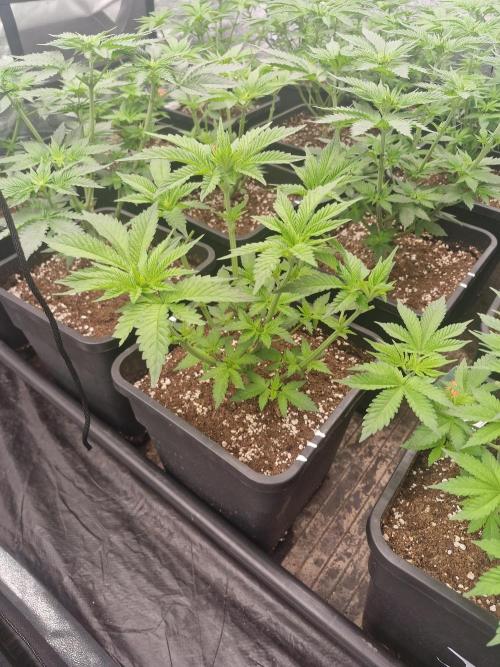 Unknown strain. Week 6