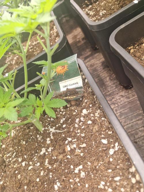 Gmo cookies pheno hunt. Week 5