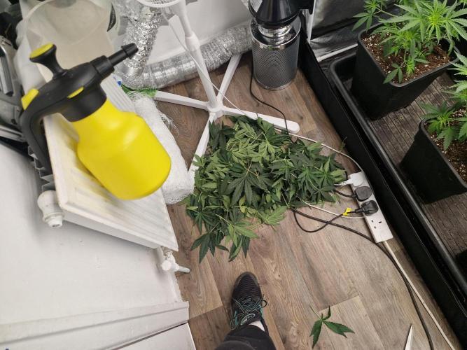 Gmo cookies pheno hunt. Week 5