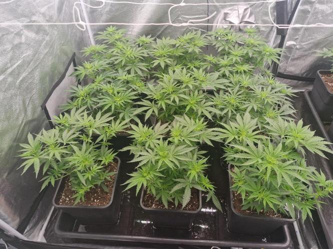 Stardawg pheno hunt. Week 6