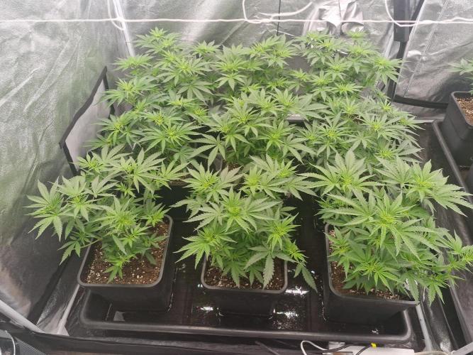 Stardawg pheno hunt. Week 6