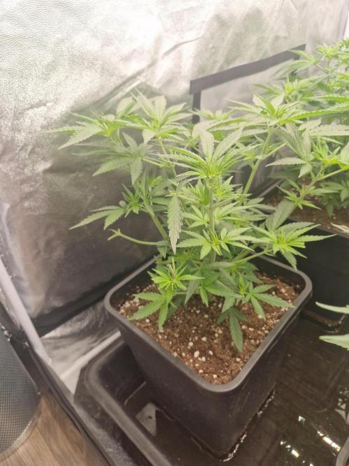 Stardawg pheno hunt. Week 6