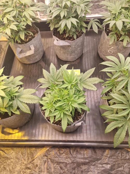 Rs11 pheno hunt. Week 6