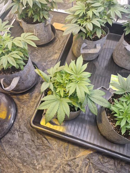 Rs11 pheno hunt. Week 6