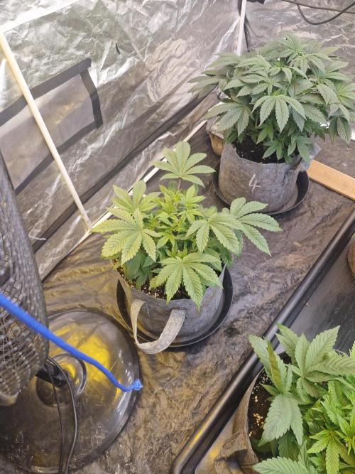 Rs11 pheno hunt. Week 6