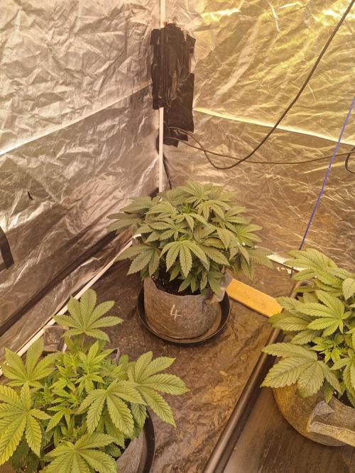 Rs11 pheno hunt. Week 6