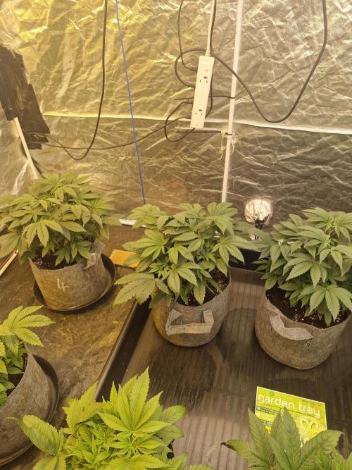 Rs11 pheno hunt. Week 6