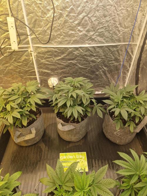 Rs11 pheno hunt. Week 6