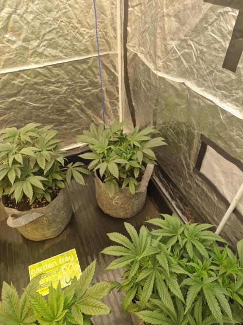 Rs11 pheno hunt. Week 6