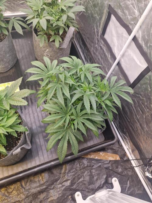Rs11 pheno hunt. Week 6