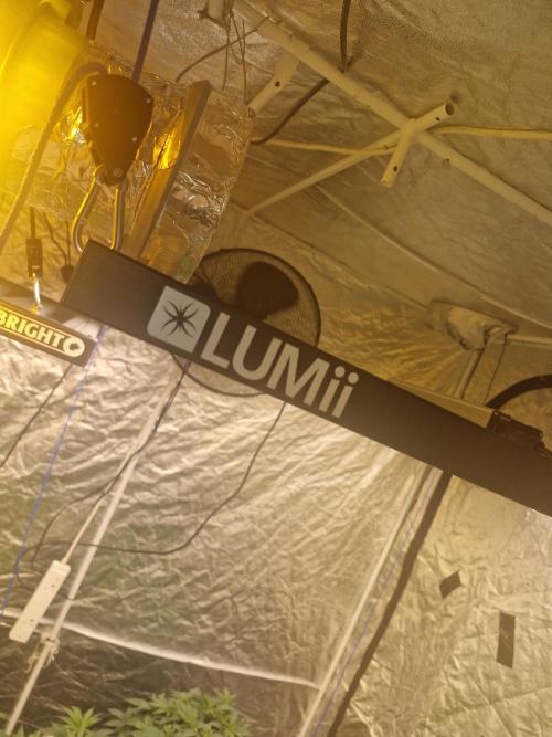 Rs11 pheno hunt. Week 7