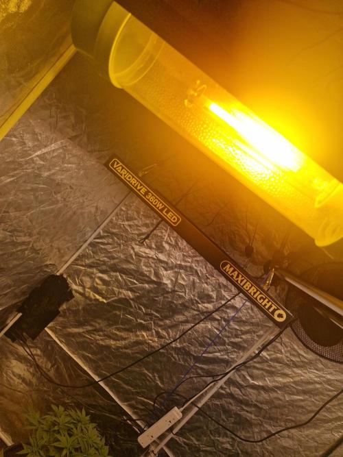 Rs11 pheno hunt. Week 7