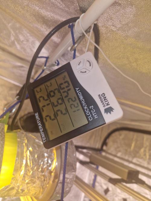 Rs11 pheno hunt. Week 7