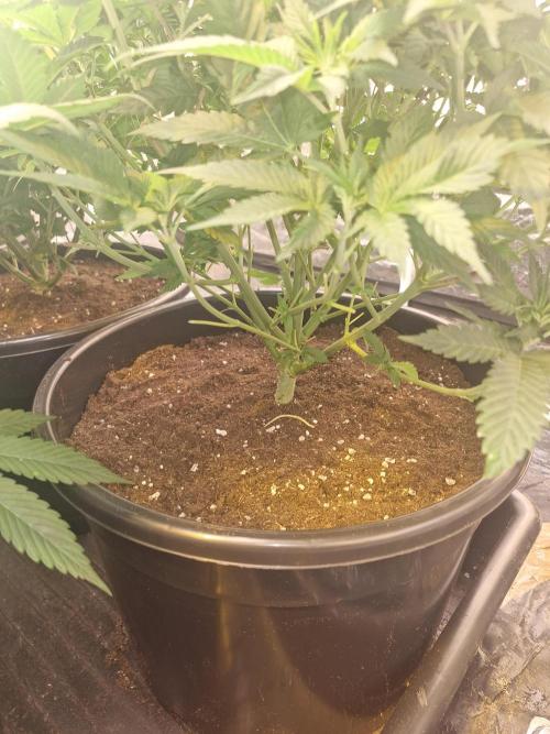 Rs11 pheno hunt. Week 7