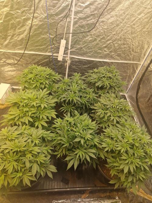 Rs11 pheno hunt. Week 7