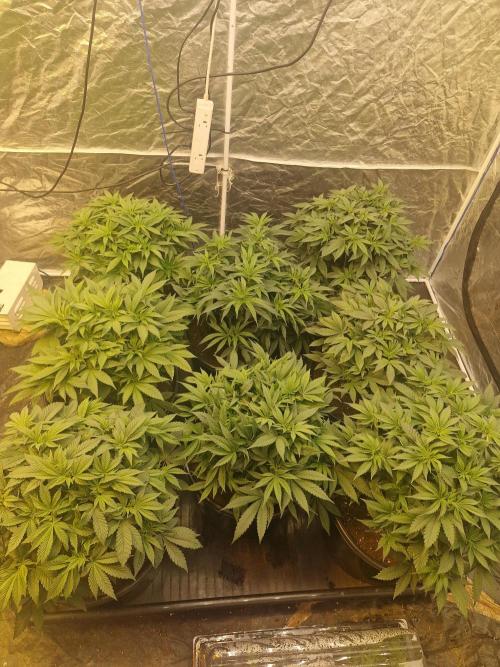 Rs11 pheno hunt. Week 7