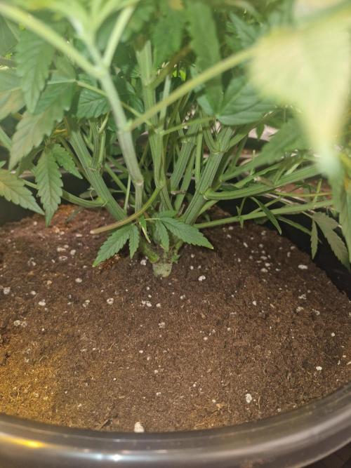 Rs11 pheno hunt. Week 7